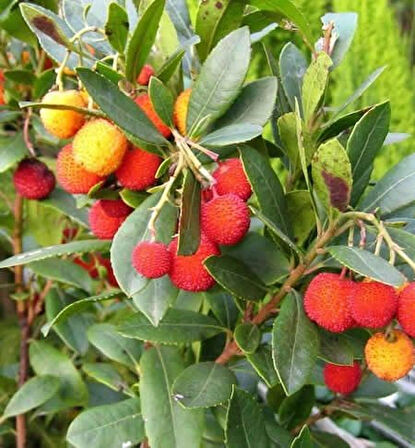 2 Adet Kocayemiş (Arbutus unedo) Fidanı - Meyve Veren Dayanıklı Bitki, 1-2 Yaş Arası Tüplü