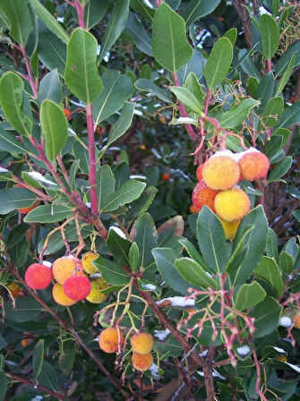 2 Adet Kocayemiş (Arbutus unedo) Fidanı - Meyve Veren Dayanıklı Bitki, 1-2 Yaş Arası Tüplü