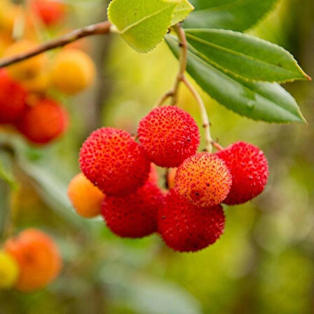 2 Adet Kocayemiş (Arbutus unedo) Fidanı - Meyve Veren Dayanıklı Bitki, 1-2 Yaş Arası Tüplü