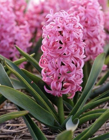 Pembe Sümbül Soğanı "Pink Pearl" 5 Adet