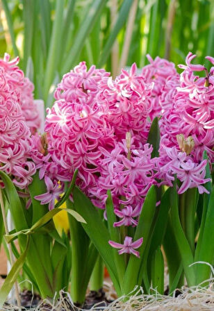 Pembe Sümbül Soğanı "Pink Pearl" 5 Adet