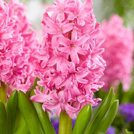Pembe Sümbül Soğanı "Pink Pearl" 5 Adet