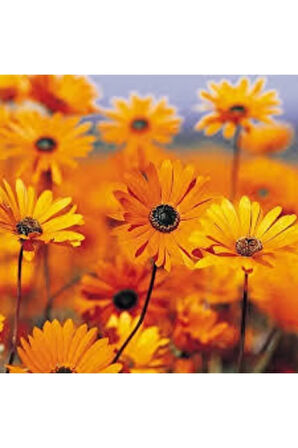 10 Adet Tohum Nadir Afrika Papatyası Çiçeği Tohumu Saksı Toprak Sürpriz Hediye Tohumludur