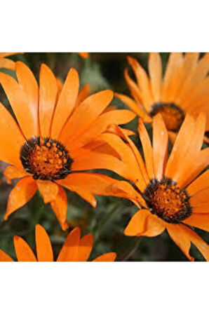 10 Adet Tohum Nadir Afrika Papatyası Çiçeği Tohumu Saksı Toprak Sürpriz Hediye Tohumludur