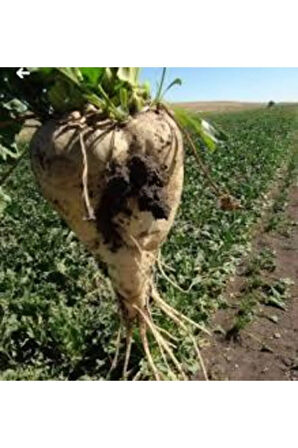 Beyaz Şeker Pancarı Tohumu 100 Adet