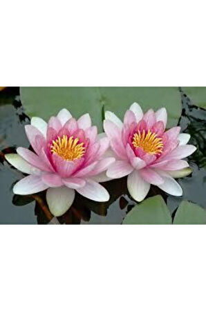 5 Adet Tohum Nadir Bulunan Pembe Lotus Çiçeği Tohumu Lotus Su Çiçeği Tohumu Nilüfer Çiçeği Tohumu