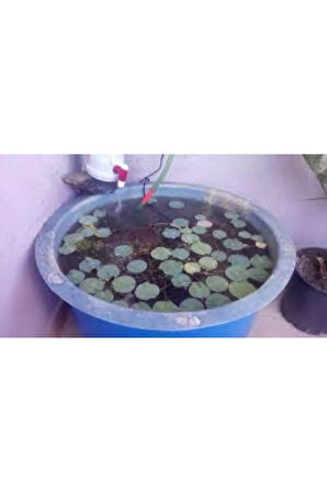 5 Adet Tohum Nadir Bulunan Pembe Lotus Çiçeği Tohumu Lotus Su Çiçeği Tohumu Nilüfer Çiçeği Tohumu