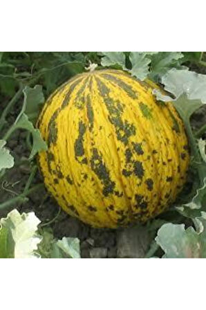 100 Adet Tohum Kırkağaç Ince Kabuk Altınbaş Kavun Tohumu Ata Tohum Sürpriz Hediye Tohum