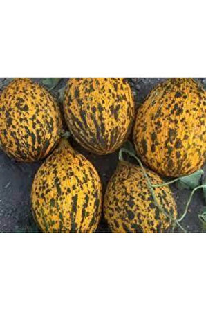 100 Adet Tohum Kırkağaç Ince Kabuk Altınbaş Kavun Tohumu Ata Tohum Sürpriz Hediye Tohum