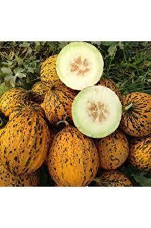 100 Adet Tohum Kırkağaç Ince Kabuk Altınbaş Kavun Tohumu Ata Tohum Sürpriz Hediye Tohum