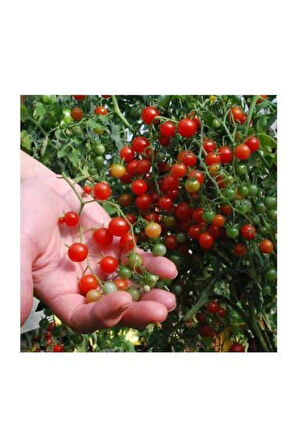 Nadir Ithal Cherry Minik Bezelye Domates Tohumu 10 Adet