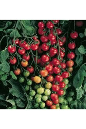 Nadir Ithal Cherry Minik Bezelye Domates Tohumu 10 Adet