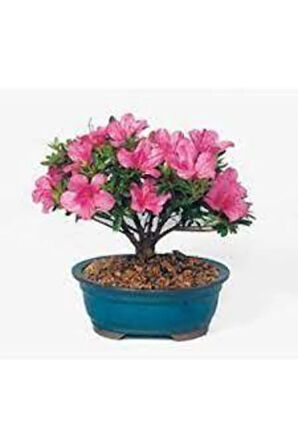 2 Adet Tohum Orkide Bonsai Ağacı Tohum Bodur Bonsai Orkide Ağacı Tohum Saksı Toprak