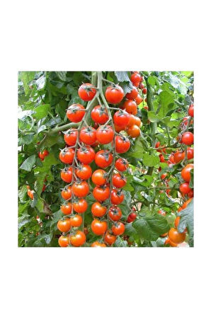 Süper Sweet Cherry Domates