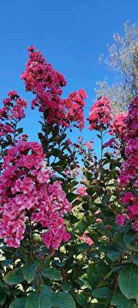 1-2 Yaş Arası Tüplü Pembe Oya Ağacı (Lagerstroemia indica) Fidanı - Göz Alıcı Pembe Çiçekler