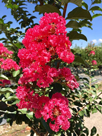 1-2 Yaş Arası Tüplü Pembe Oya Ağacı (Lagerstroemia indica) Fidanı - Göz Alıcı Pembe Çiçekler