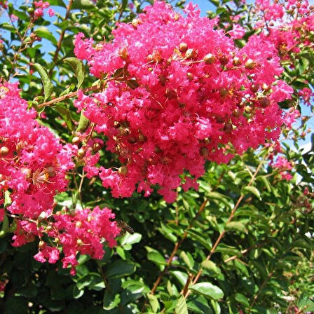 1-2 Yaş Arası Tüplü Pembe Oya Ağacı (Lagerstroemia indica) Fidanı - Göz Alıcı Pembe Çiçekler