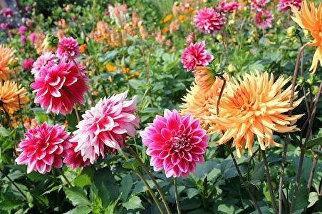 100 adet yıldız dahlia yumrusu soğanı ..yeni mahsul