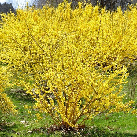 2 Adet Altın Çanak (Forsythia) Fidanı - Parlak Sarı Çiçekler, 1-2 Yaş Arası Tüplü