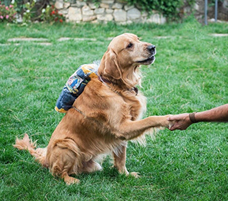 Kedi/Köpek Kurulama Havlusu Süper Su Emici Tüm Irk Köpekler Ve Kediler Için Çiş Alezi hediyeli