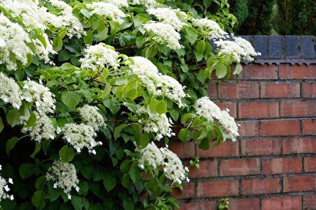 2 Yaşında Tüplü Sarmaşık Ortanca Gülü (Hydrangea petiolaris) Fidanı - Bahçenize Zarafet ve Renk Katın