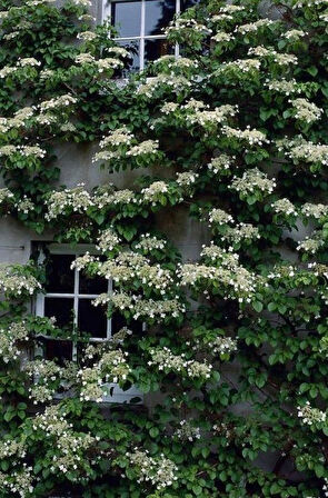 2 Yaşında Tüplü Sarmaşık Ortanca Gülü (Hydrangea petiolaris) Fidanı - Bahçenize Zarafet ve Renk Katın