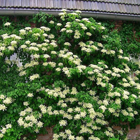 2 Yaşında Tüplü Sarmaşık Ortanca Gülü (Hydrangea petiolaris) Fidanı - Bahçenize Zarafet ve Renk Katın