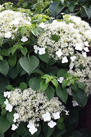 2 Yaşında Tüplü Sarmaşık Ortanca Gülü (Hydrangea petiolaris) Fidanı - Bahçenize Zarafet ve Renk Katın