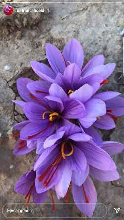 Premium Özel Dikime Hazır Yerli Üretim Büyük Boy 1. Kalite Safranbolu Safran Bitkisi Soğanı 10 Adet