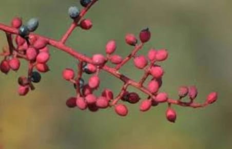 Çitlembik Menengiç Fidanı Pistacia Terebinthus 1-2 Yaş