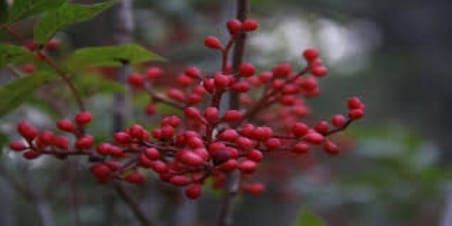 Çitlembik Menengiç Fidanı Pistacia Terebinthus 1-2 Yaş