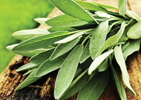 1-2 Yaş Arası Tüplü Saksılı Adaçayı (Salvia officinalis) Fidanı - Şifalı ve Aromatik Bitki