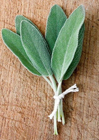 1-2 Yaş Arası Tüplü Saksılı Adaçayı (Salvia officinalis) Fidanı - Şifalı ve Aromatik Bitki