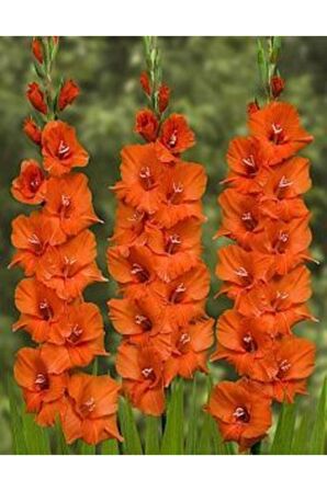 Turuncu Renkli Glayör Çiçek Soğanı 3 Adet