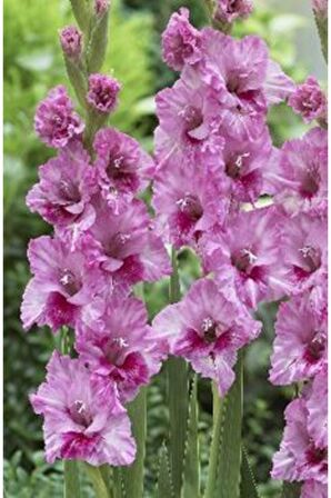 5 Adet Lila-mor Göbekli Katlı Glayör Çiçek Soğanı ( Kokulu)