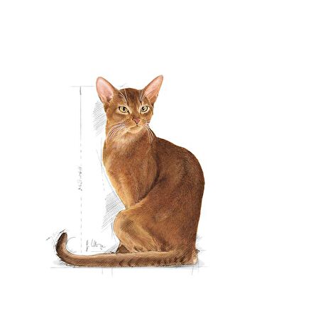 Royal Canin Exigent Seçici Kediler için Kuru Kedi Maması 4kg