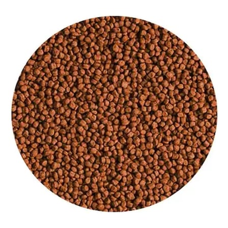 Tropical Red Parrot Gran Açık 100gr