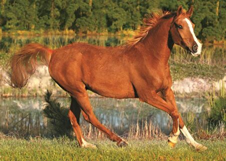 Trefl The Beauty of Gallop 11+ Yaş Orta Boy Puzzle 500 Parça