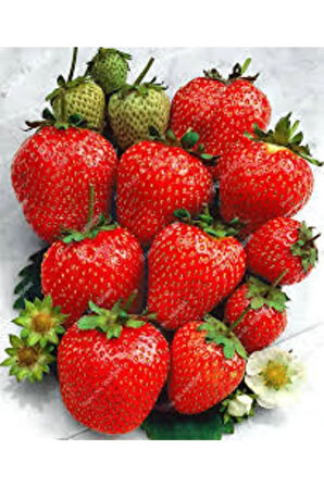 10 Adet Tohum Dev Çilek Tohumu Çilek Tohumu Güney Amercica Çileği Saksı Toprak Sürpriz Hediye Tohum