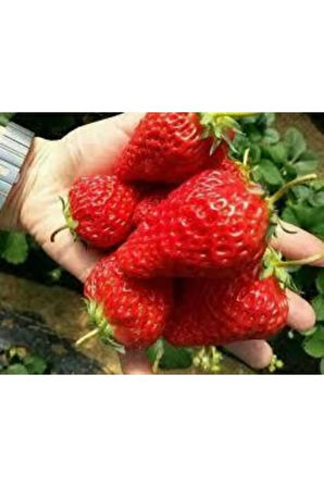 10 Adet Tohum Dev Çilek Tohumu Çilek Tohumu Güney Amercica Çileği Saksı Toprak Sürpriz Hediye Tohum