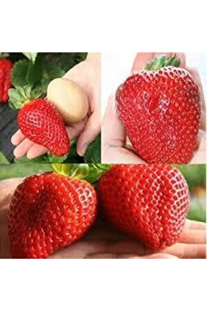 10 Adet Tohum Dev Çilek Tohumu Çilek Tohumu Güney Amercica Çileği Saksı Toprak Sürpriz Hediye Tohum