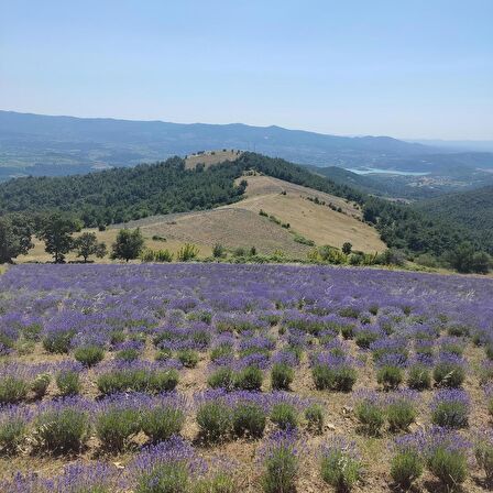 Kazdağı Polifloralı Çiçek Balı 850gr