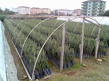 5 Adet Gemlik Trilye Sofralık Zeytin Fidanı *2 Yaş*