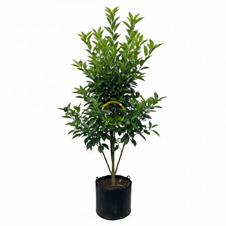 5 Yaş Aşılı Satsuma Mandalina Fidanı XL Boy