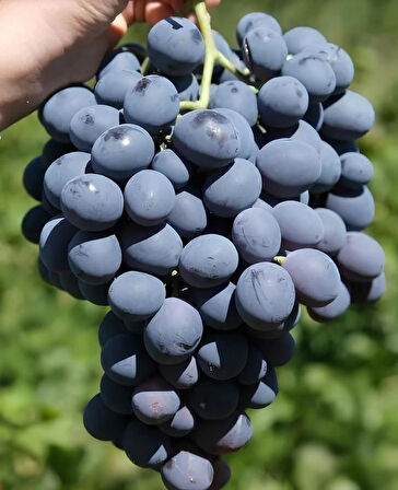 ERZİNCAN CİMİN(GÖLLER) ÜZÜMÜ 3KG