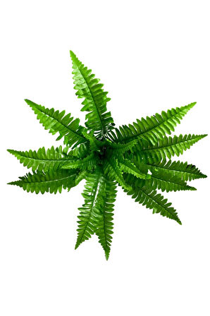 5'li Aşk Merdiveni Çikas 17 Yaprak Dal 50 Cm