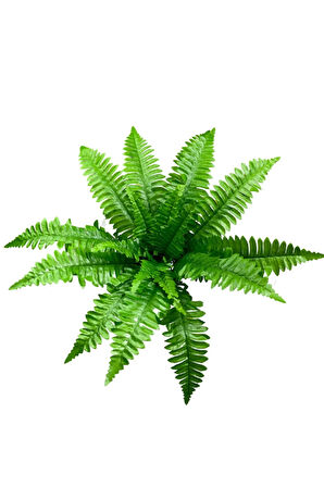 5'li Aşk Merdiveni Çikas 17 Yaprak Dal 50 Cm