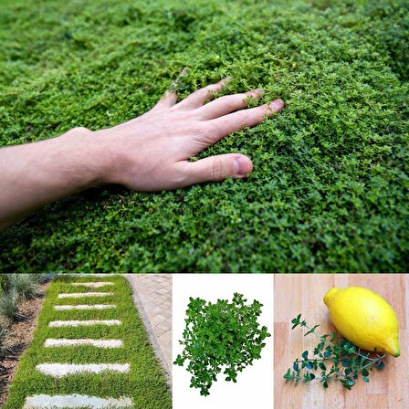 Aromatik Lemon Greenk Limon Kokulu Yayılıcı Kekik Fidesi (1 adet)