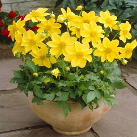 Bodur Red Yellow Dahlia Yıldız Çiçeği Tohumu (40 tohum)