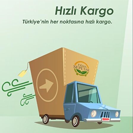 5 Yaş Aşılı Texas Badem Fidanı